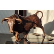 Bull bronze sculpture