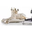 Danish dog couple ceramic sculpture, with cushion. Color: cream color, gold