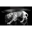 Table with 2 panthers ceramic sculpture, with 1 white and 1 black oval glass